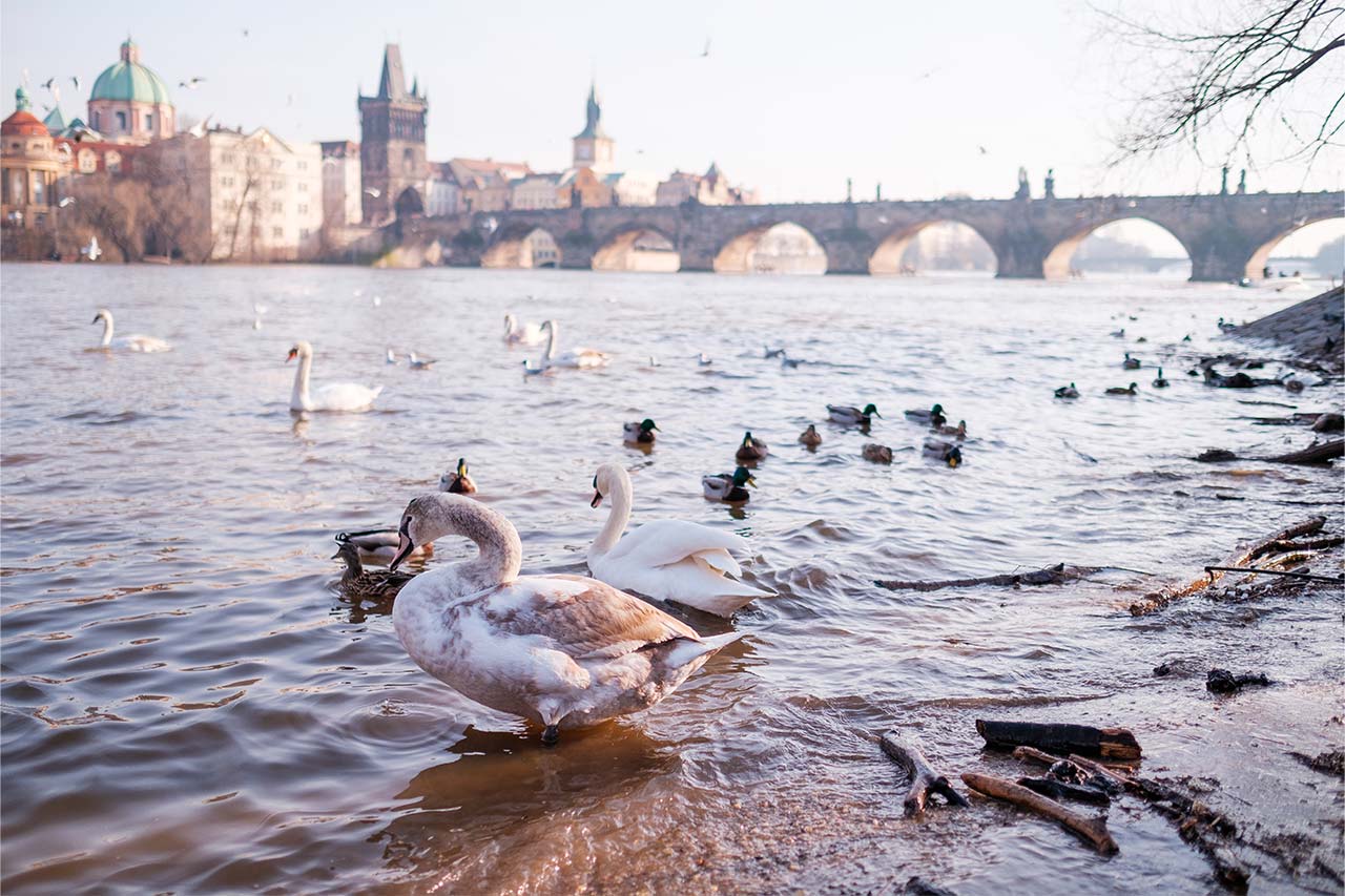 Río Moldava a su paso por Praga