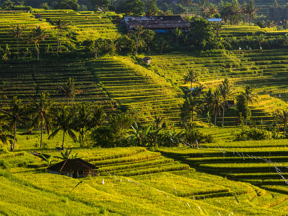 terrazas de arroz de Sapa