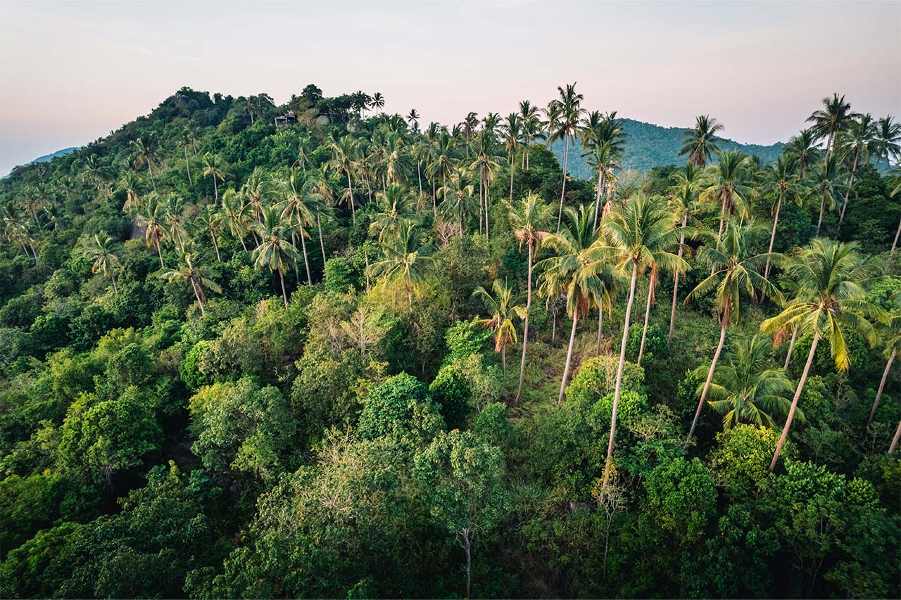 Selva en Tailandia