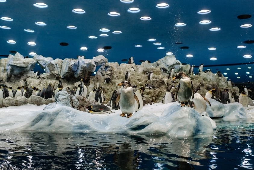 Visitar loro parque con niños