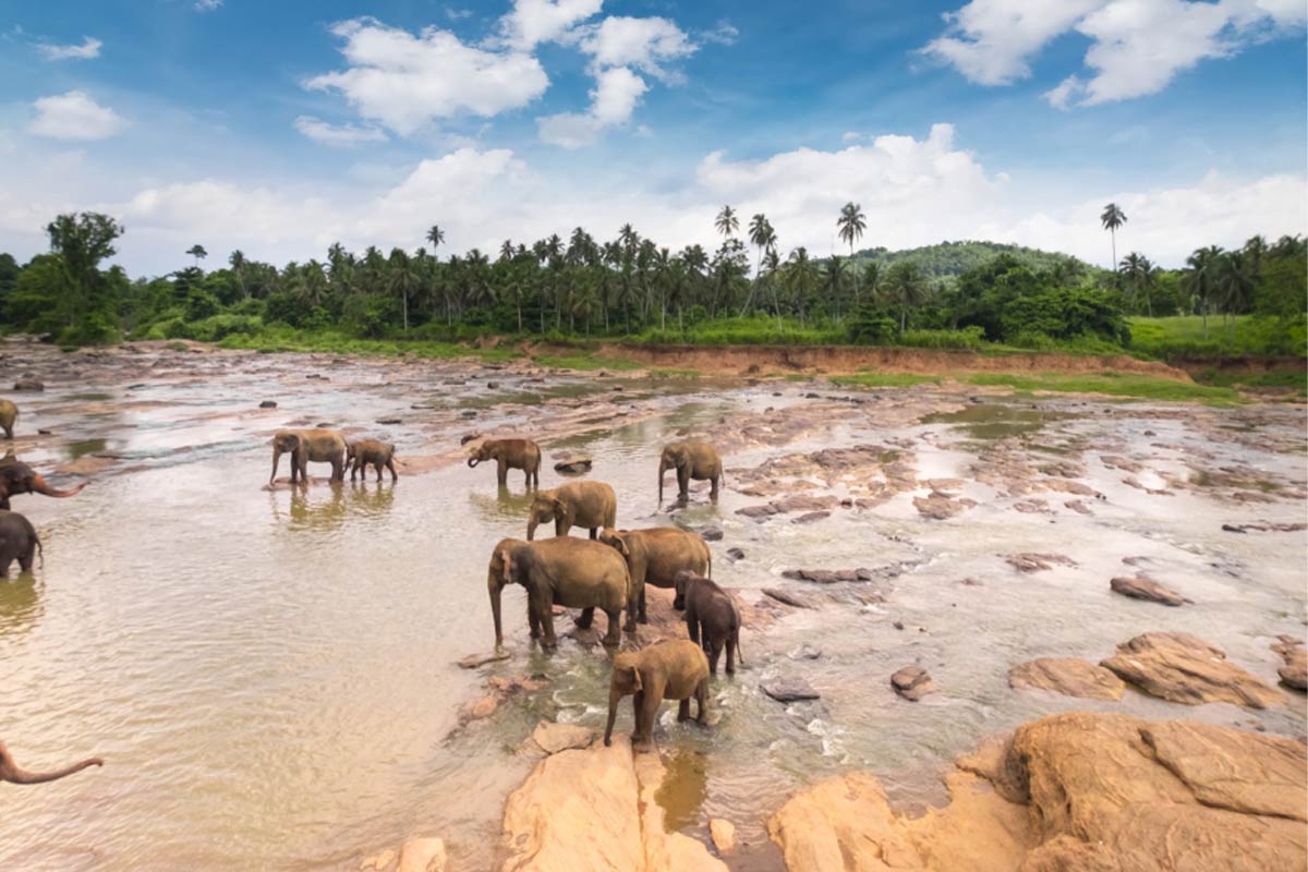 Viajar a Sri Lanka: Descubre su belleza